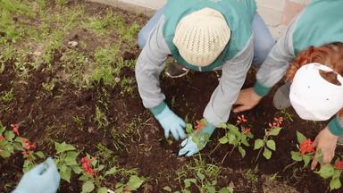 女园丁种植花地面花床上夏天一天女人移植花土壤城市公园城市景观城市改进